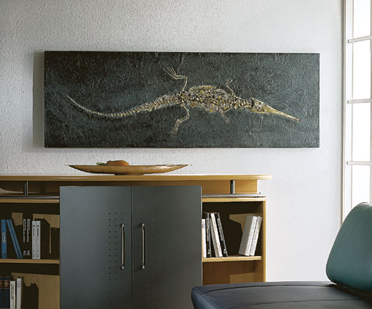 Fossiles Löffelschnauzenkrokodil (Stenosaurus)