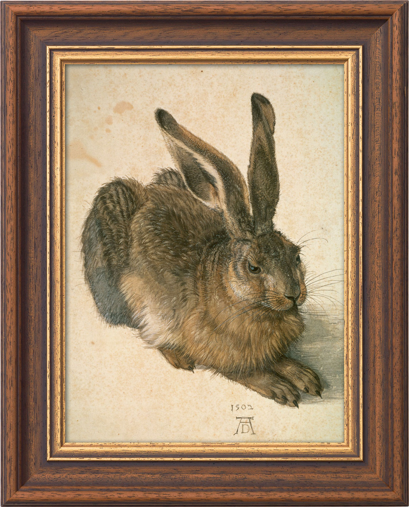 Picture "Young Brown Hare" (1502), framed by Albrecht Dürer