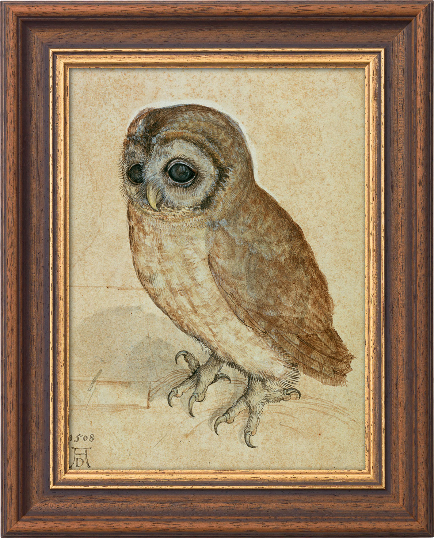 Picture "Tawny Owl" (1508), framed by Albrecht Dürer