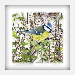 Picture "Blue Tit" (2019) by Andreas Lutherer