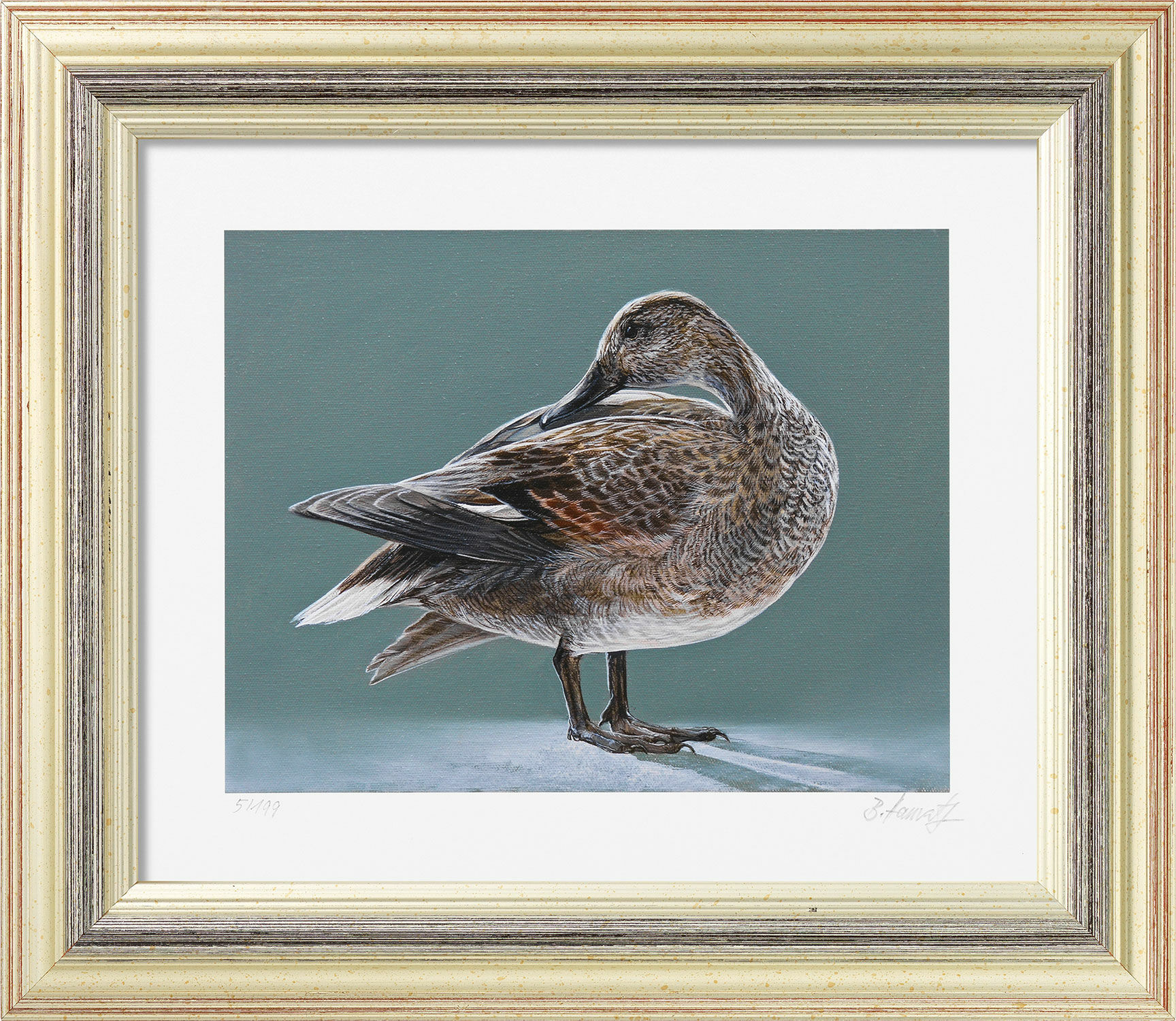 Picture "Gadwall", framed by Bernd Hanrath