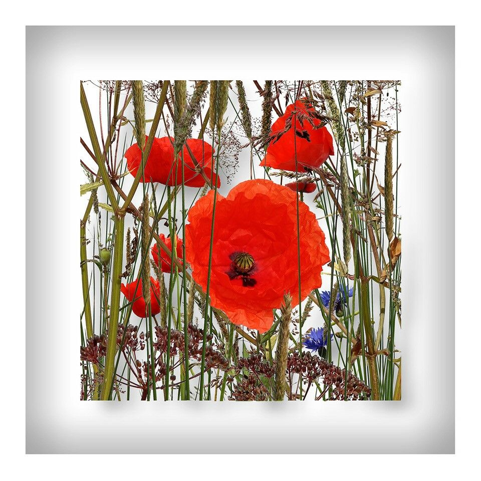 Bild "Roter Mohn" (2020) von Andreas Lutherer