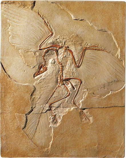 Fossiele prehistorische vogel Archaeopteryx