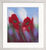 Bild "Mohnblüten" (Original / Unikat), gerahmt