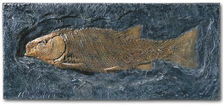 Ganoine Scalefish (Lepidotus Elvensis)