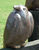 Haveskulptur "Raven, looking right", keramik