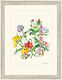 Tableau "Bouquet de fleurs d'été avec des houx de mer", 1969, encadré de Oskar Kokoschka
