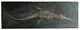 Fossiele Steneosaurus