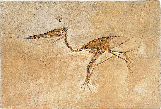 Fossiele Pterosaurus
