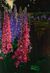 Picture "Delphinium" (2022/23) (Unique piece)