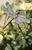 Tuinpaal "Libelle op bronzen stang"