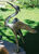 Garden sculpture "Heron Approaching", bronze