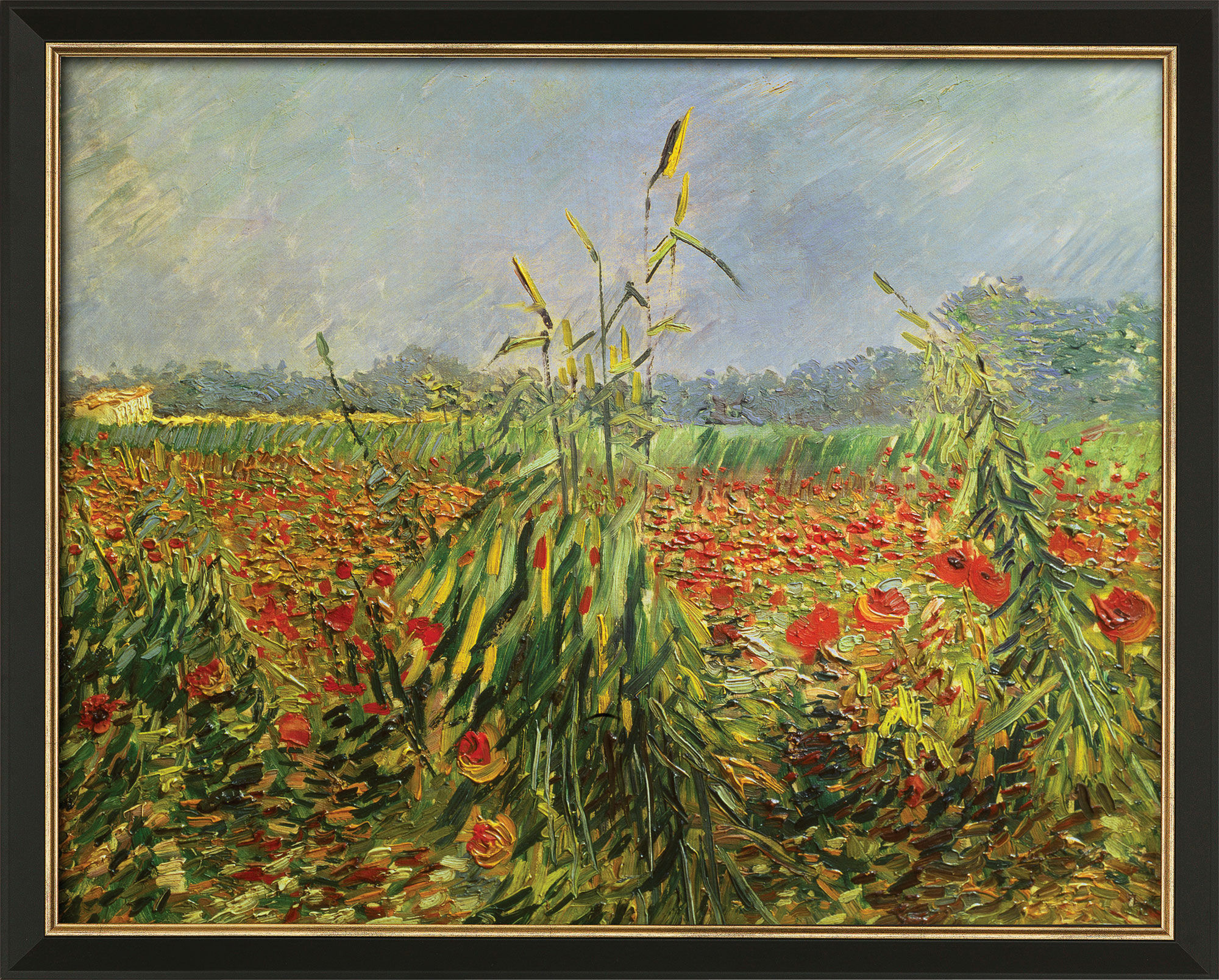 Bild "Grüne Kornhalme" (1888), gerahmt von Vincent van Gogh