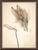 Bild "Amaryllis und Gaffel" (1987), gerahmt