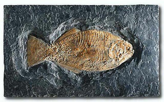 Fossiler Ganoidfisch (Dapedius punctatus)