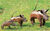 Set van drie tuinornamenten "Wrattenzwijnen"