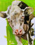 Bild "Cow Portrait" (2019) (Original / Unikt verk), på uppspänd ram