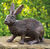 Tuinbeeld "Haas", brons