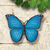 Garden object / wall sculpture "Blue Morpho Butterfly", bronze
