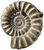 Ammonite (Cephalopod)