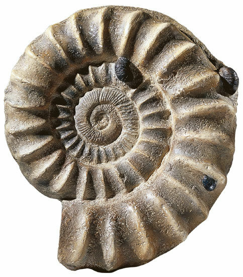 Ammonit (blæksprutte)
