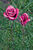 Gartenstecker-Blumenset "Rosa Rosen", 2-teilig