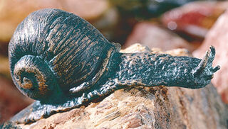 Garden sculpture "Snail Large", bronze