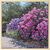 Bild "Rhododendren II" (2026) (Original / Unikat), gerahmt