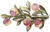 Brooch "Persik"