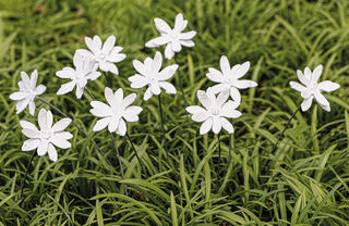 Gartenstecker-Blumenset "Jasmin", 10-teilig