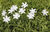 Tuinpaal bloemenset "Jasmijn", 10 stuks