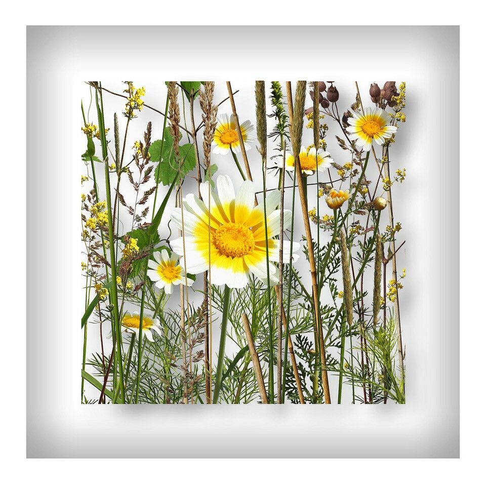 Picture "Daisies" (2020) by Andreas Lutherer