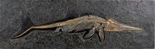 Fossiler Ichthyosaurier