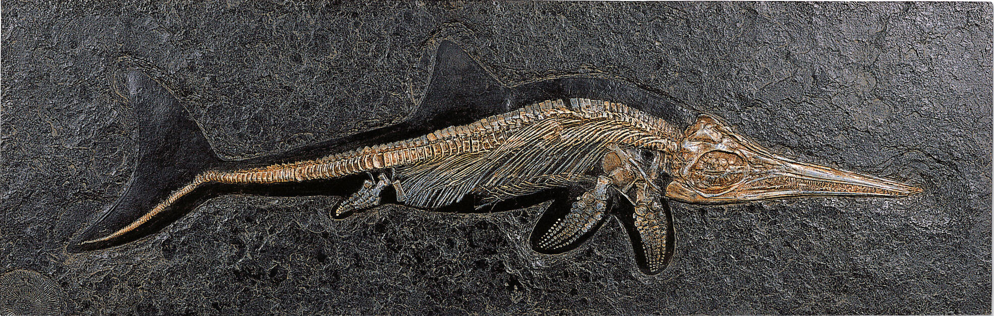 Fossiele Ichthyosaurus
