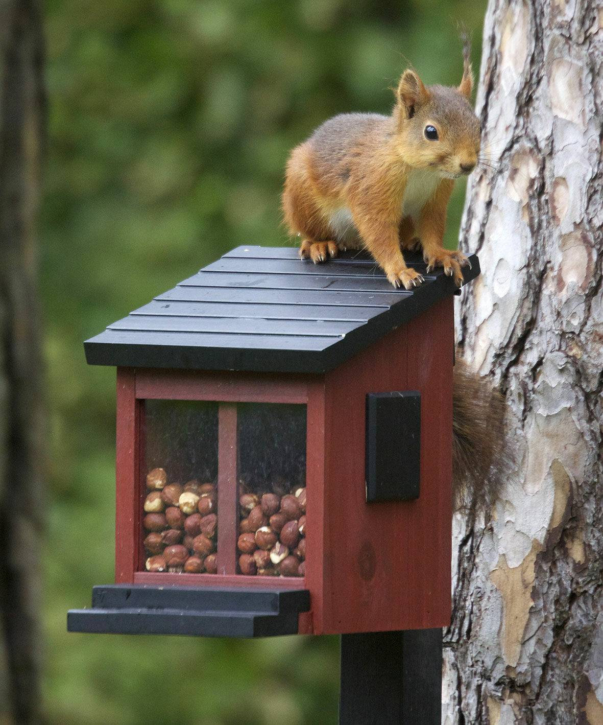 Feeding for squirrels
