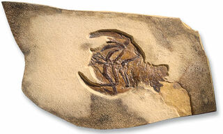 Fossiler Zehnfußkrebs Eryon propinguus