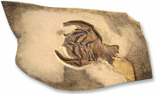 Fossiele Decapoda Eryon Propinguus