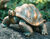 Haveskulptur "Skildpadde", bronze