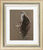 Picture "Sparrowhawk", framed