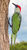 Tuinornament "Groene specht"