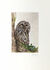 Picture "Little Owl" (2021), unframed