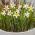 Juego de flores para estacas de jardín "Narcisse", 10 piezas