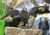 Garden sculpture "Raven Approaching" (without stone), bronze