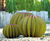Tuinobject "Bolvormige Cactus" (grote versie, achteraan op de foto)