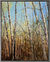 Picture "Birches in Spring I" (2023), framed