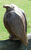 Haveskulptur "Raven, looking left", keramik