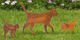 Garden stakes / silhouettes "Cat Family", set of 3