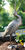 Trädgårdsskulptur "Stork, klapprande", brons
