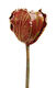 Haveobjekt "Lille tulipan", bronze