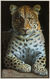 Billede "Leopard", indrammet